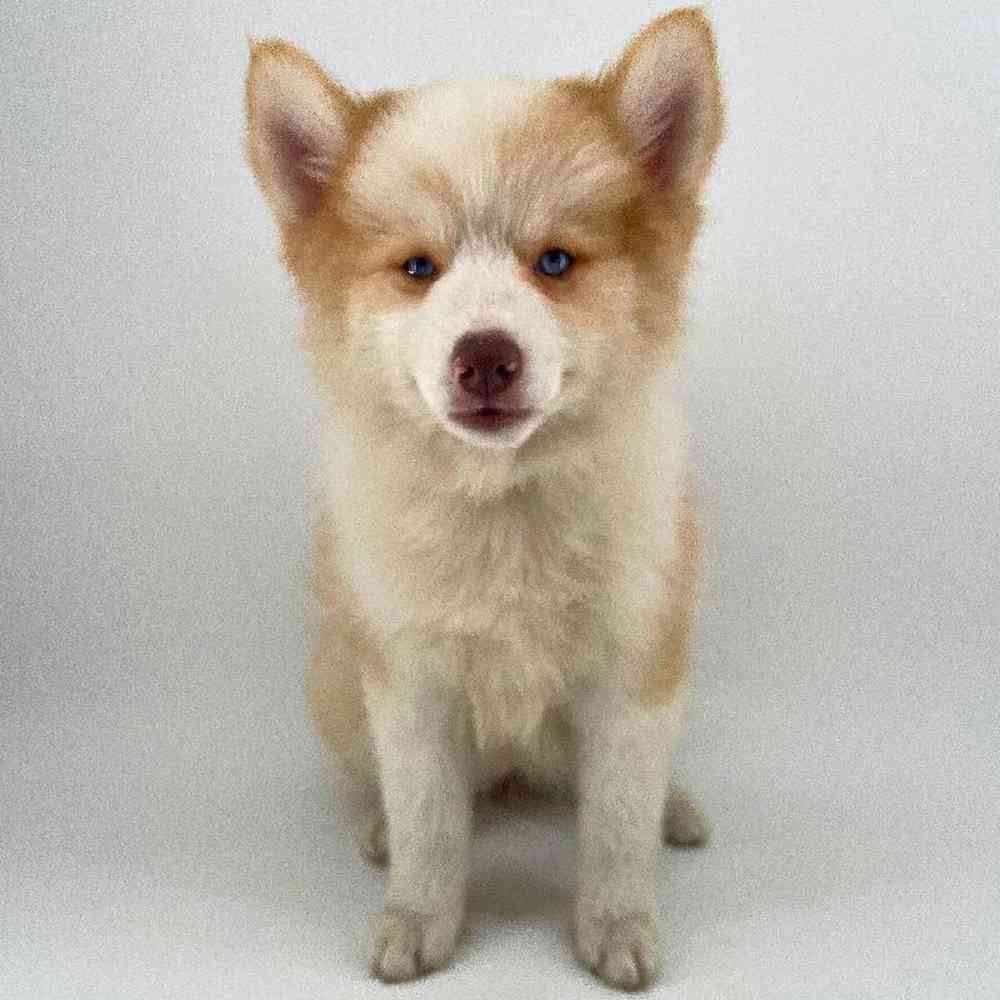 pet breed image