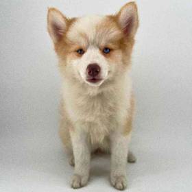 Pomsky