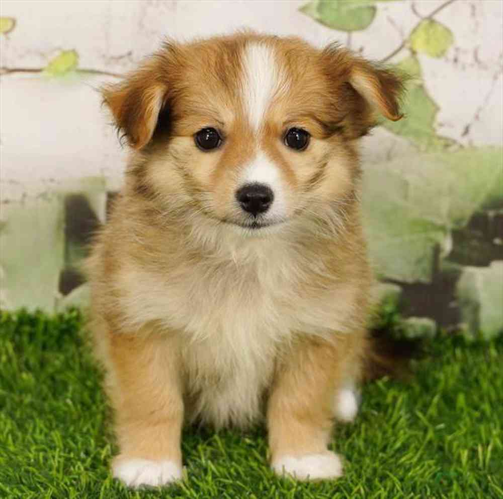 Image of a pet breed in the gallery