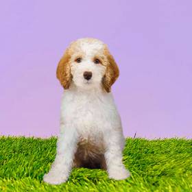 Standard Poodle