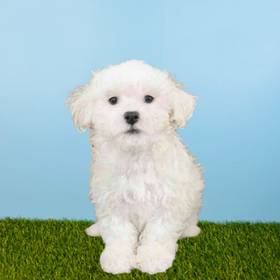 Bichon