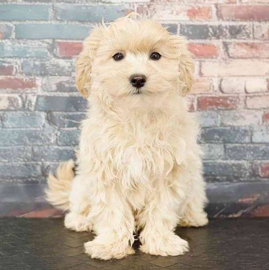 Maltipoo
