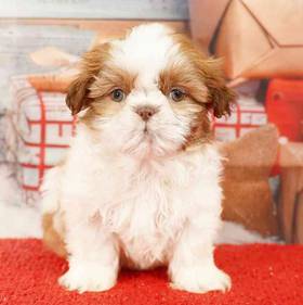 Shih Tzu