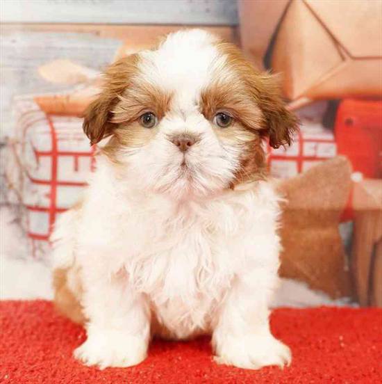 Shih Tzu