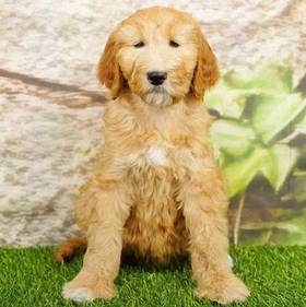 2nd Gen Standard Goldendoodle