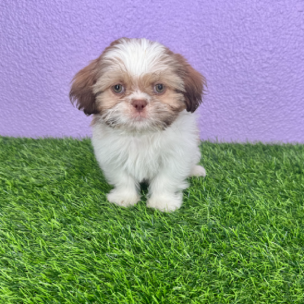 Image of a pet breed in the gallery