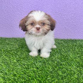 Shih Tzu