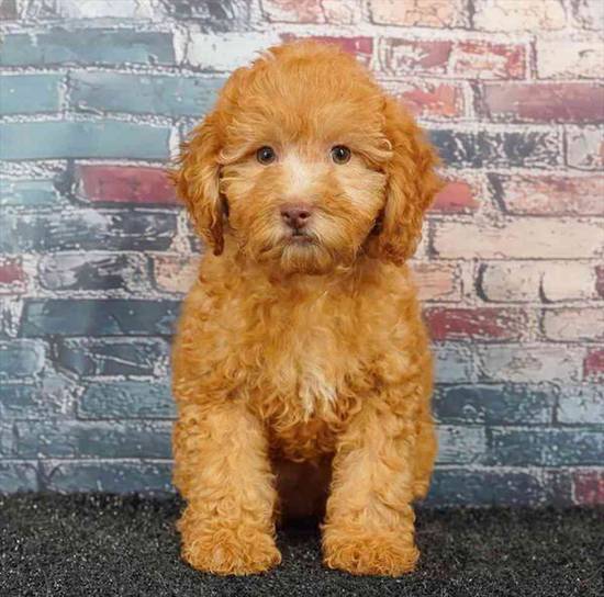 Poodle
