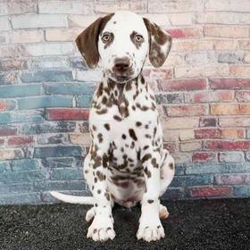 Dalmatian