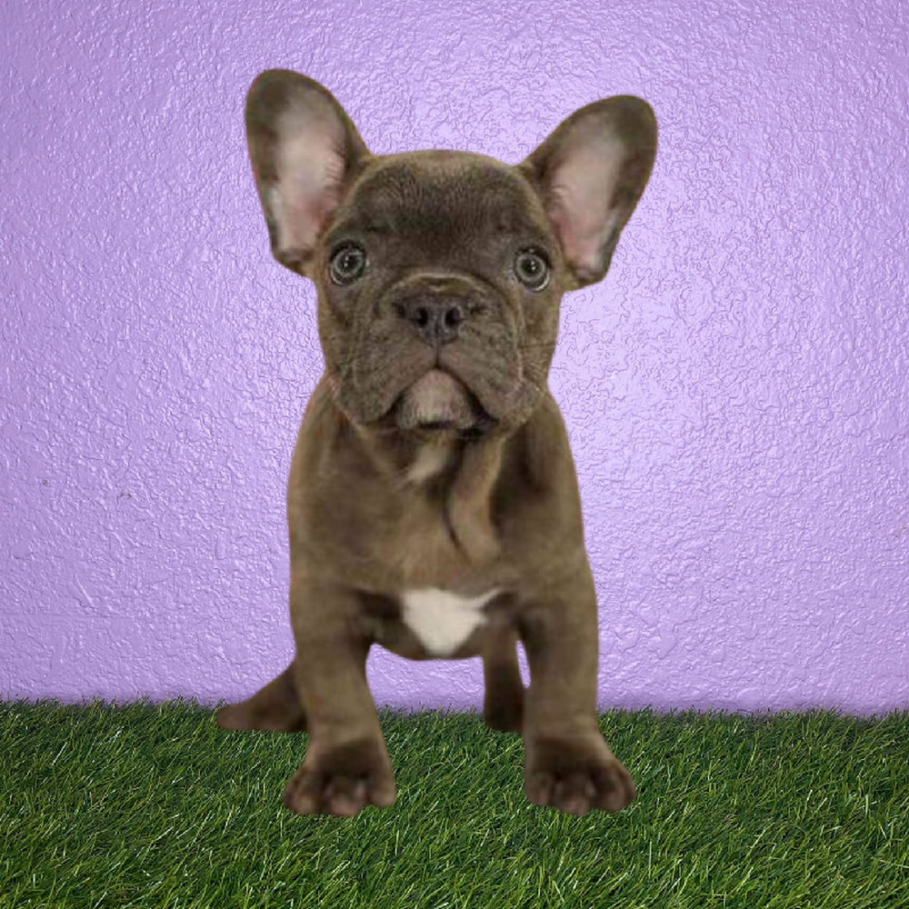 Female French Bulldog Puppy for Sale in New Braunfels, TX