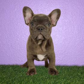 French Bulldog