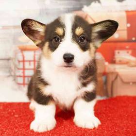 Pembroke Welsh Corgi