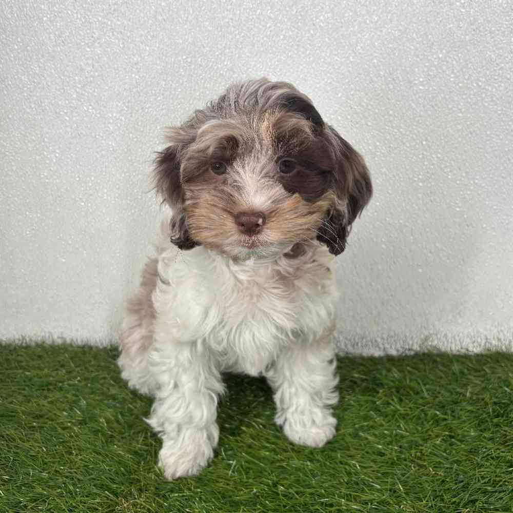 Image of a pet breed in the gallery