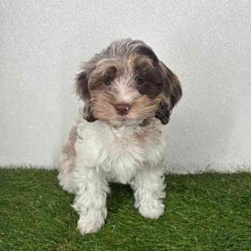 Cockapoo