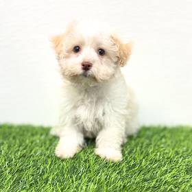 Havanese