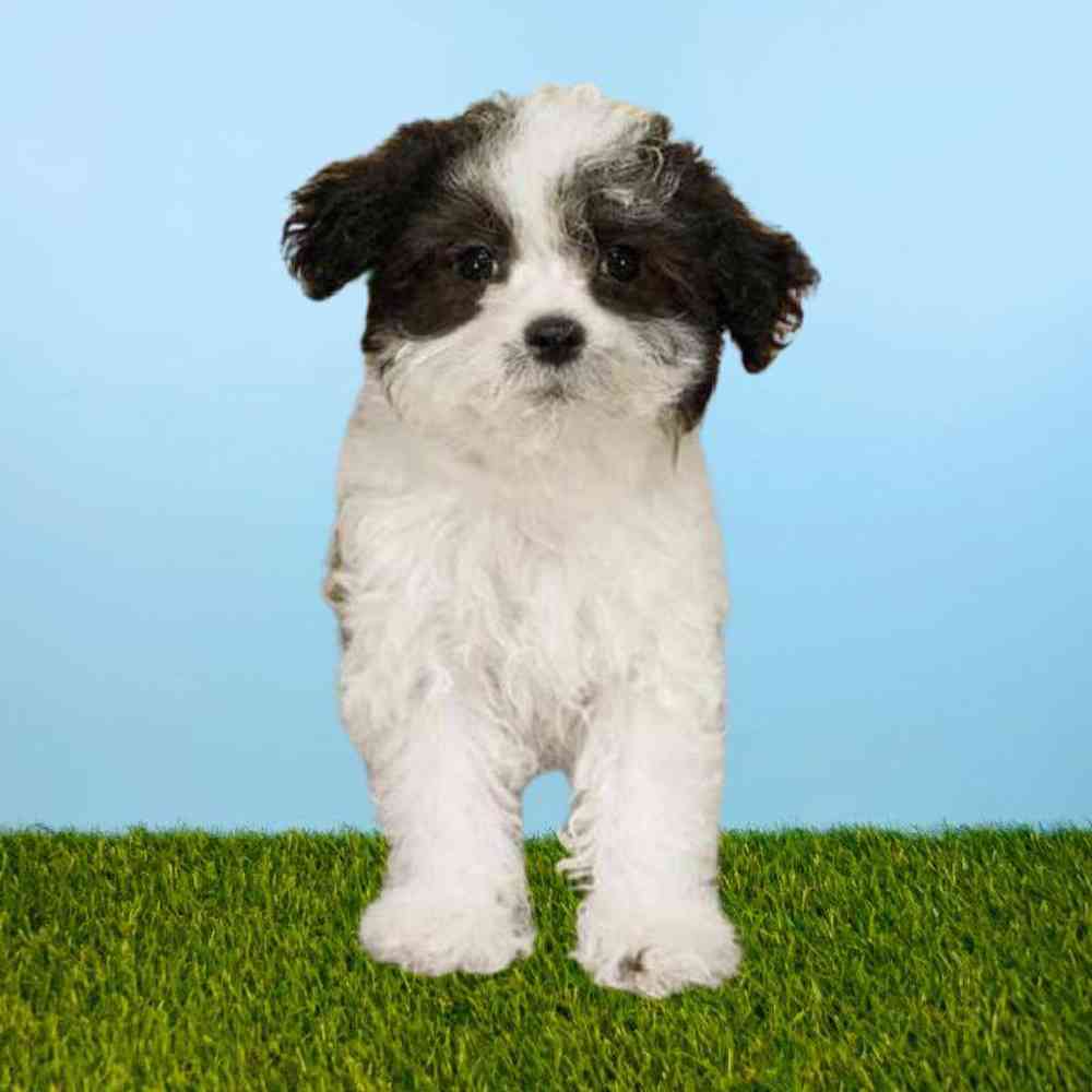 Female Maltipoo Puppy for Sale in Meridian, ID