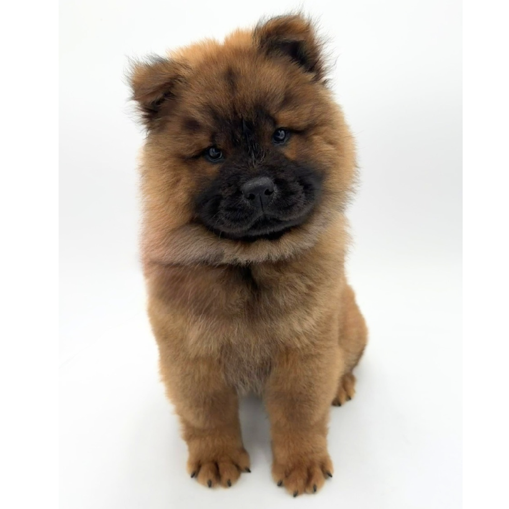 Image of a pet breed in the gallery