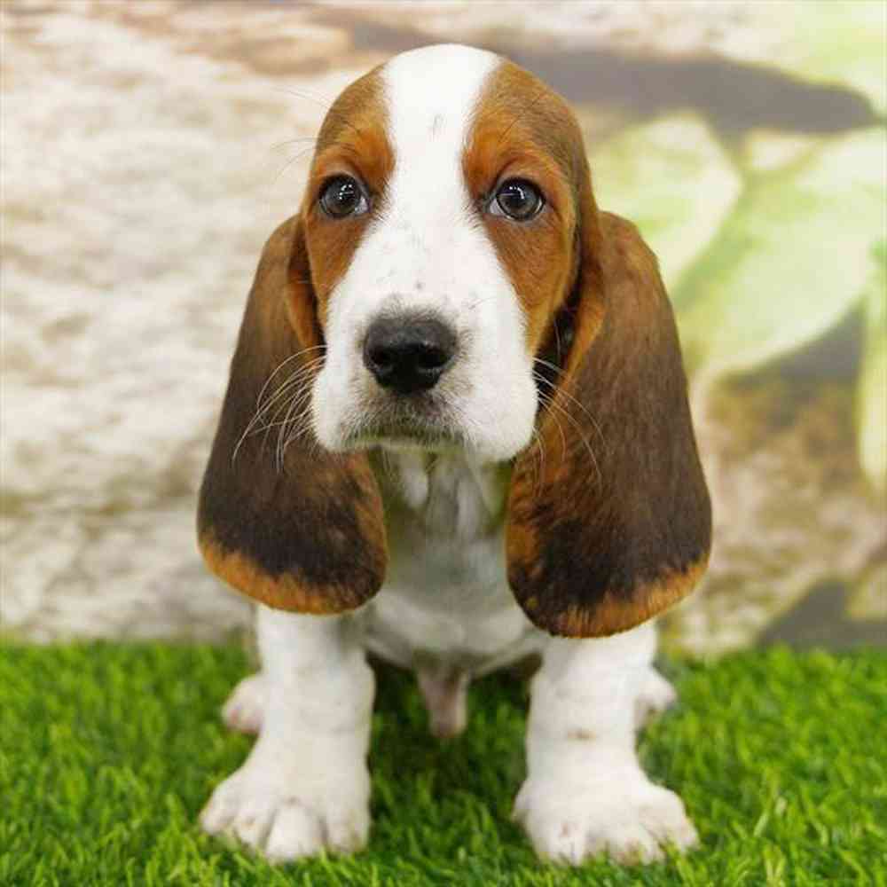 Image of a pet breed in the gallery
