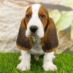Basset Hound