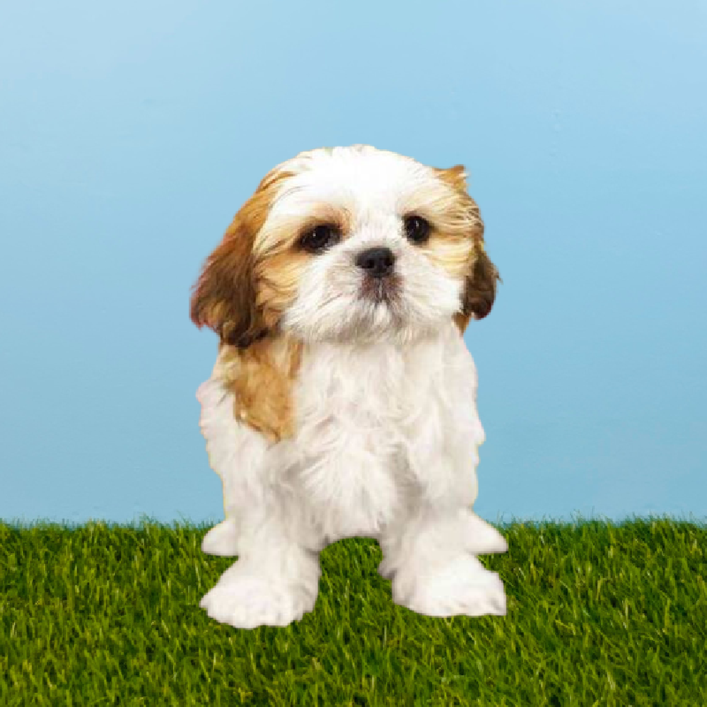 Female Shih Tzu Puppy for Sale in Pasadena, TX
