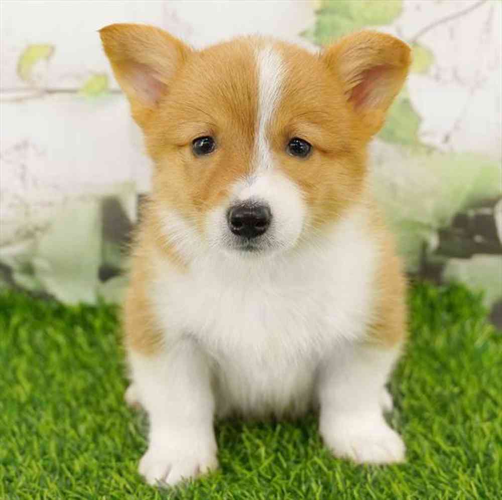 Image of a pet breed in the gallery