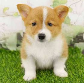 Pembroke Welsh Corgi