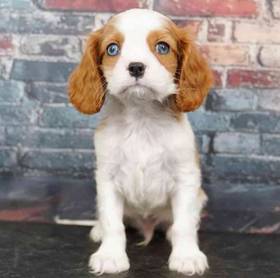 Cavalier King Charles Spaniel