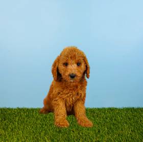 Mini Goldendoodle