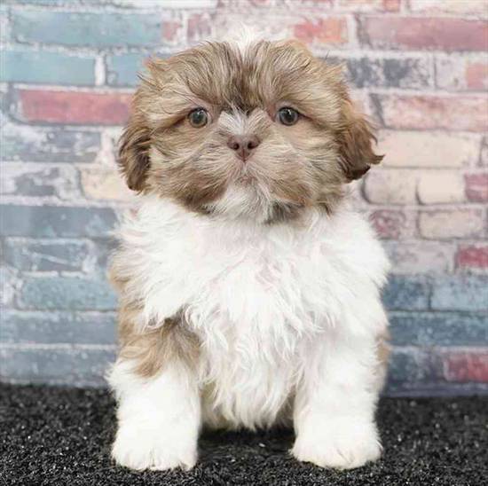 Shih Tzu