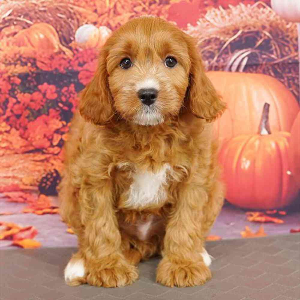 Image of a pet breed in the gallery