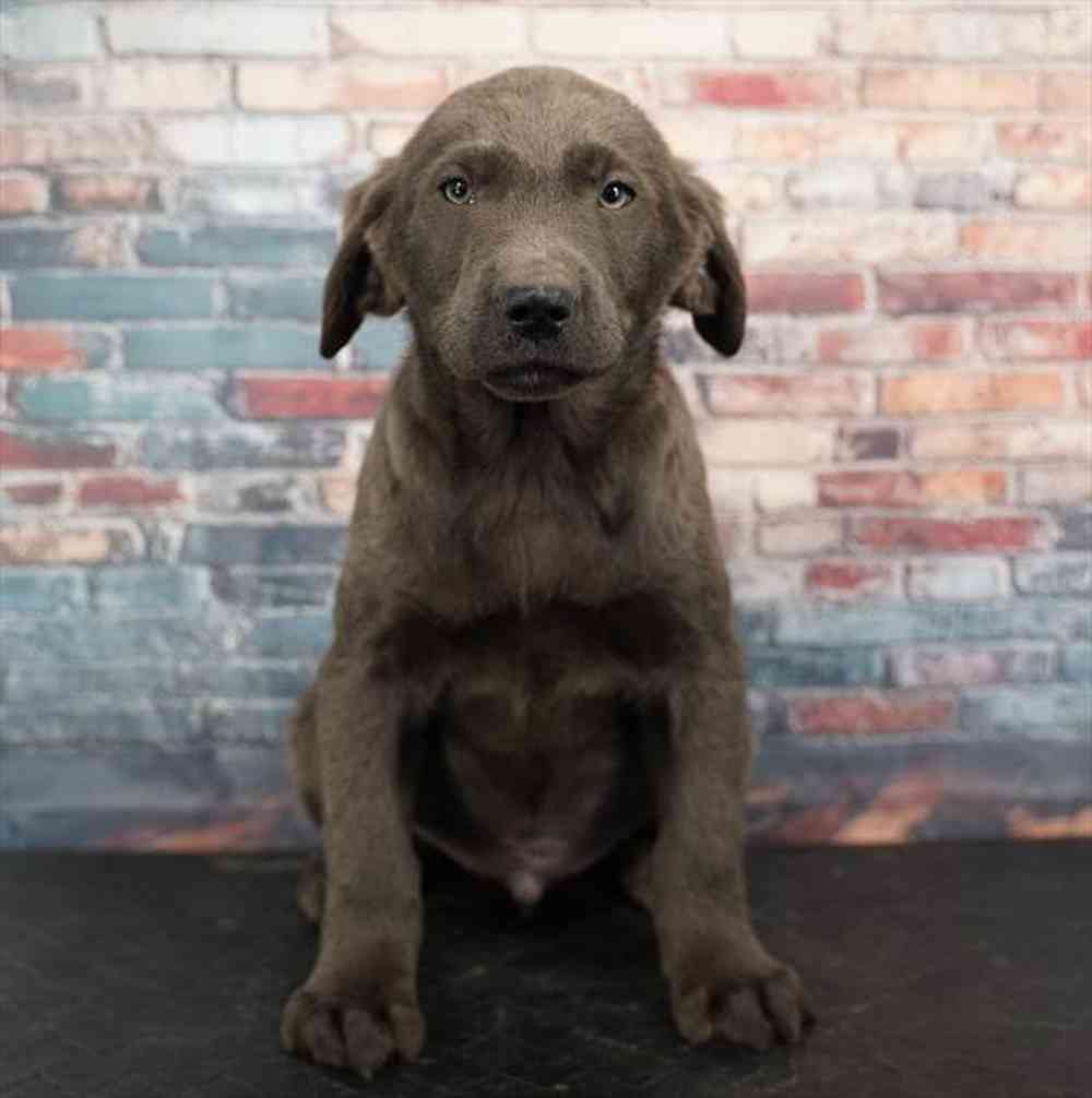 Image of a pet breed in the gallery