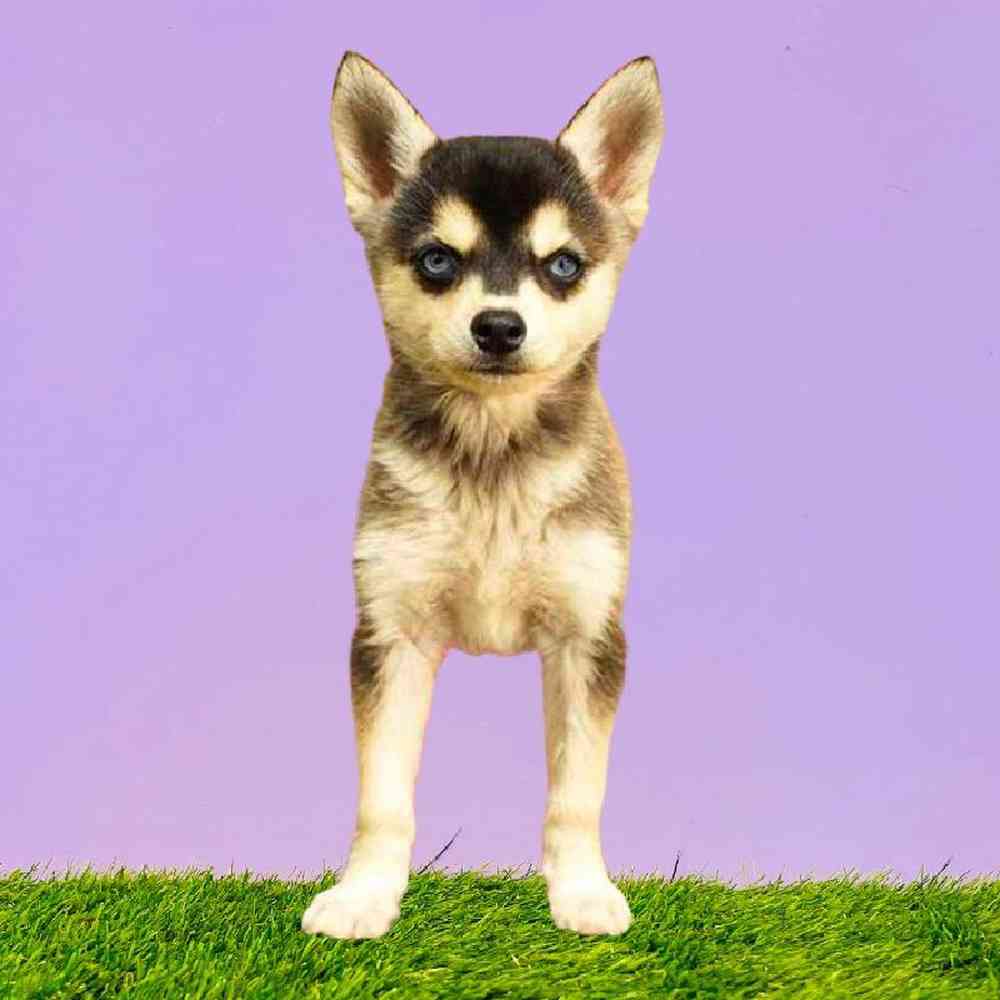 Female Alaskan Klee Kai Puppy for Sale in Puyallup, WA