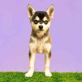 Alaskan Klee Kai
