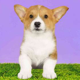 Pembroke Welsh Corgi