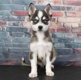 Alaskan Klee Kai