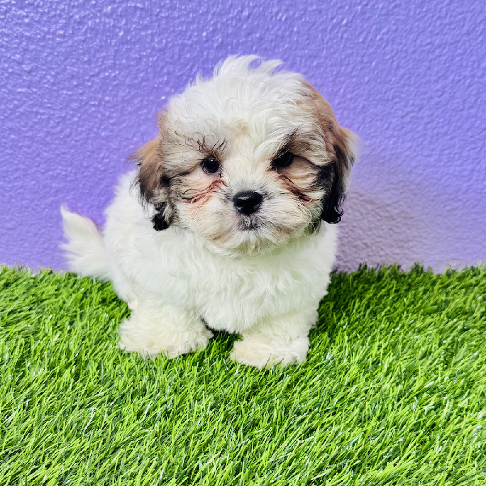 Image of a pet breed in the gallery