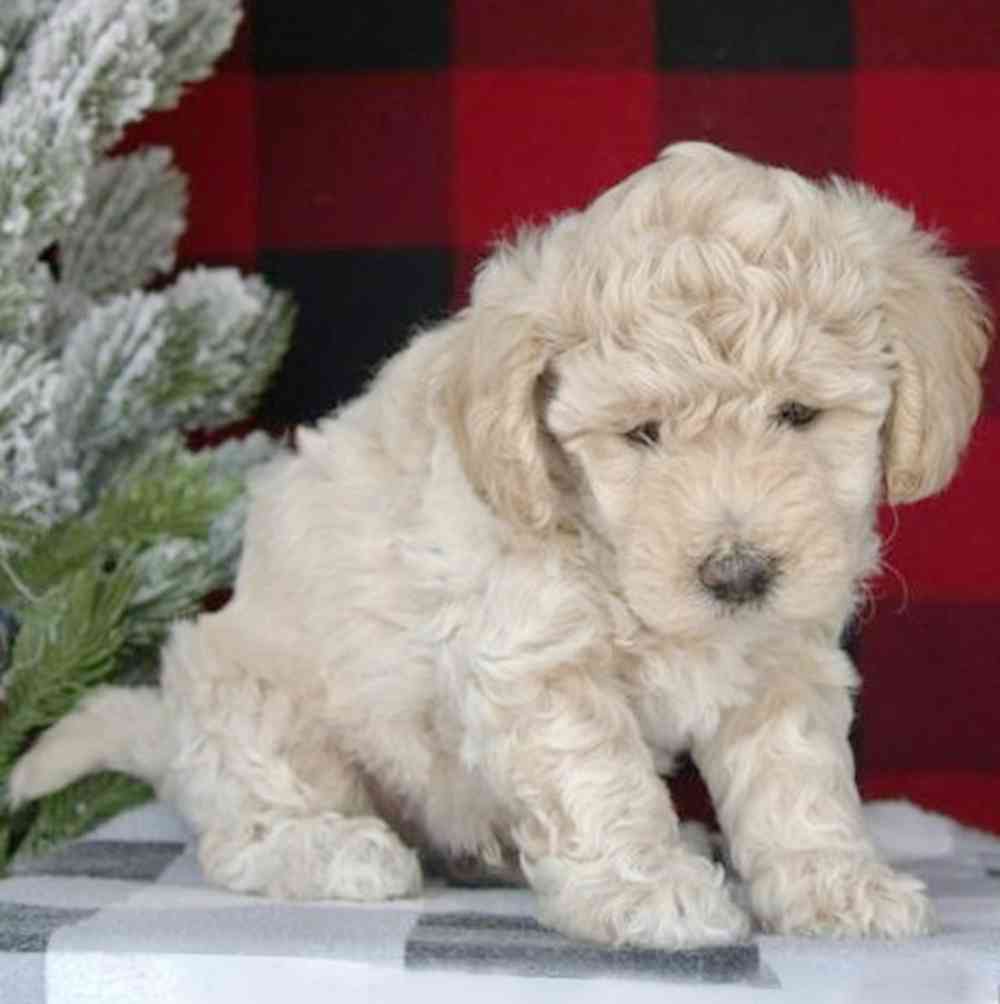 Image of a pet breed in the gallery