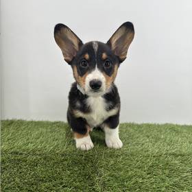 Pembroke Welsh Corgi