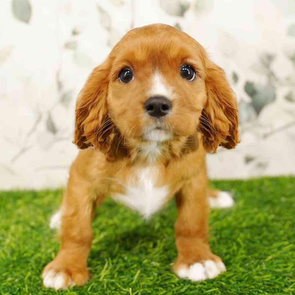 pet breed image