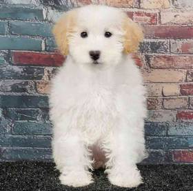 Bichapoo