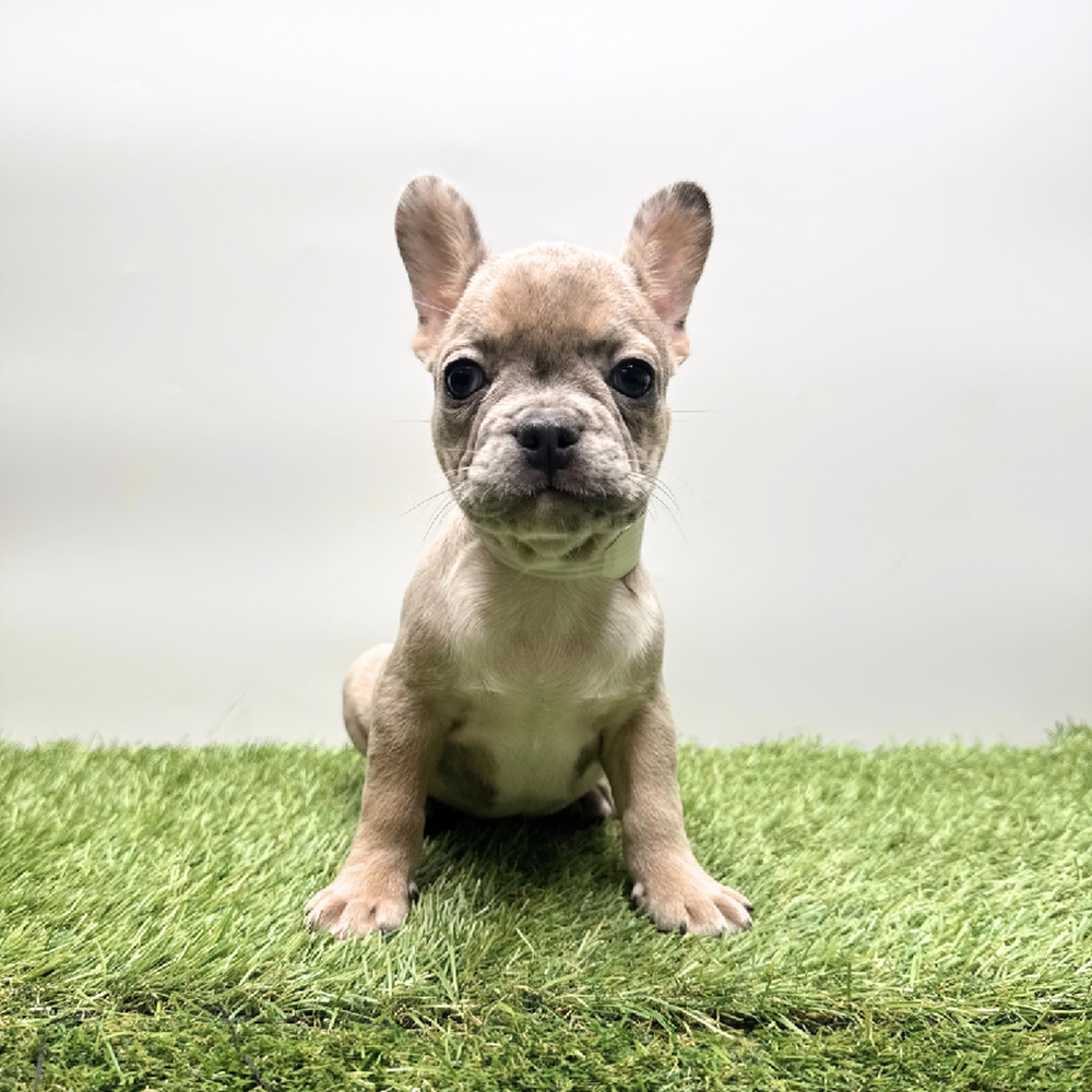Image of a pet breed in the gallery