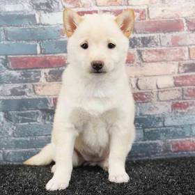 Shiba Inu
