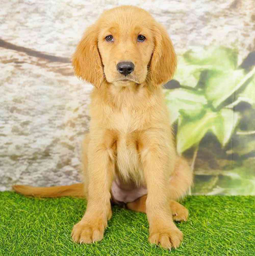 Image of a pet breed in the gallery