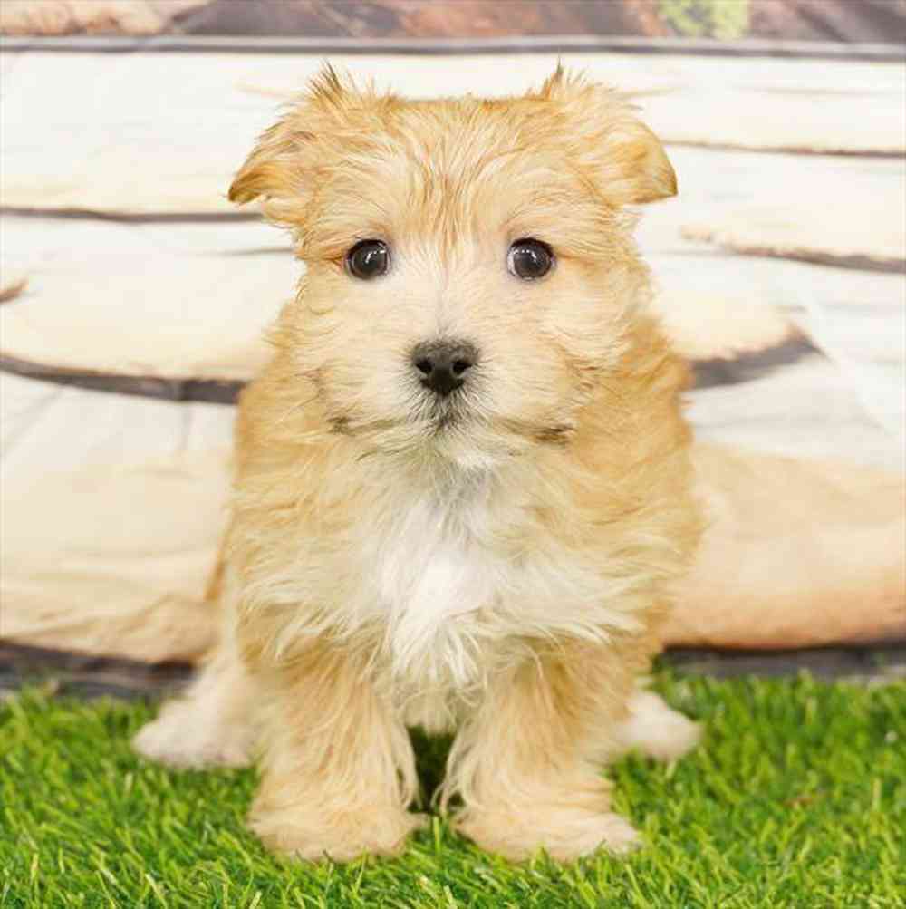 Image of a pet breed in the gallery