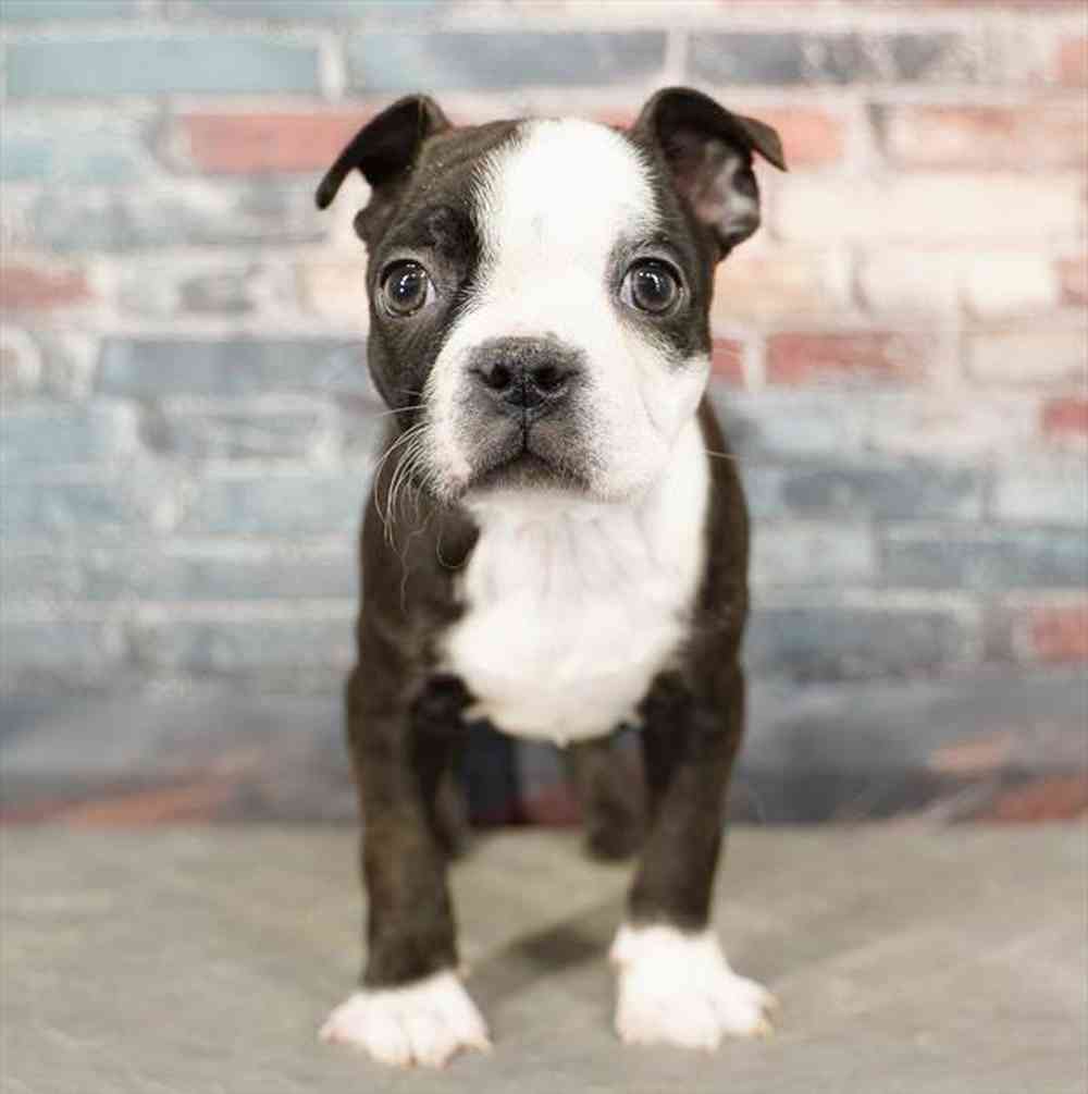 Image of a pet breed in the gallery