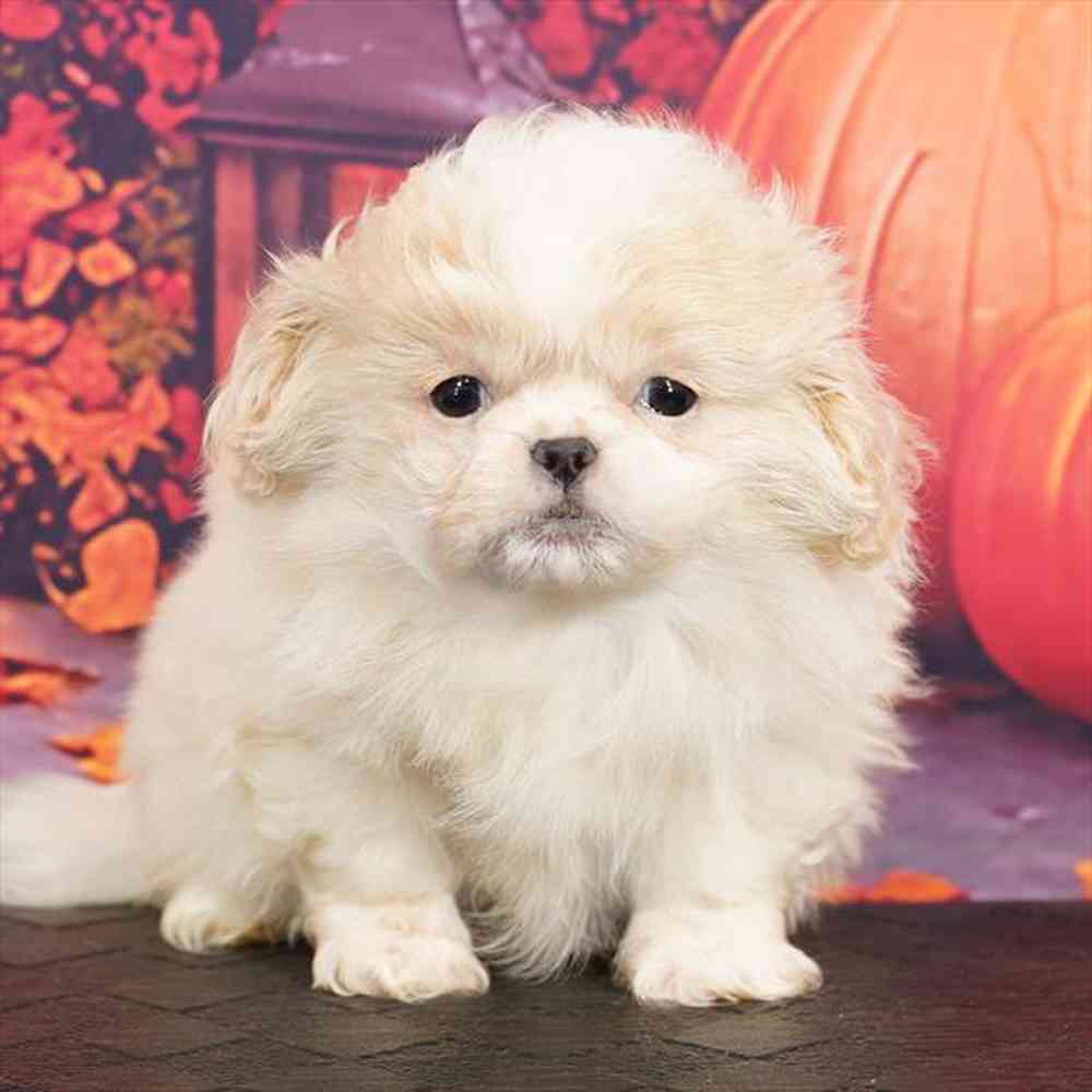 Image of a pet breed in the gallery