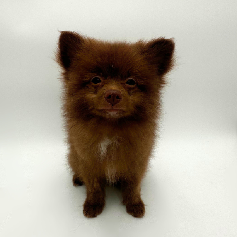 Image of a pet breed in the gallery
