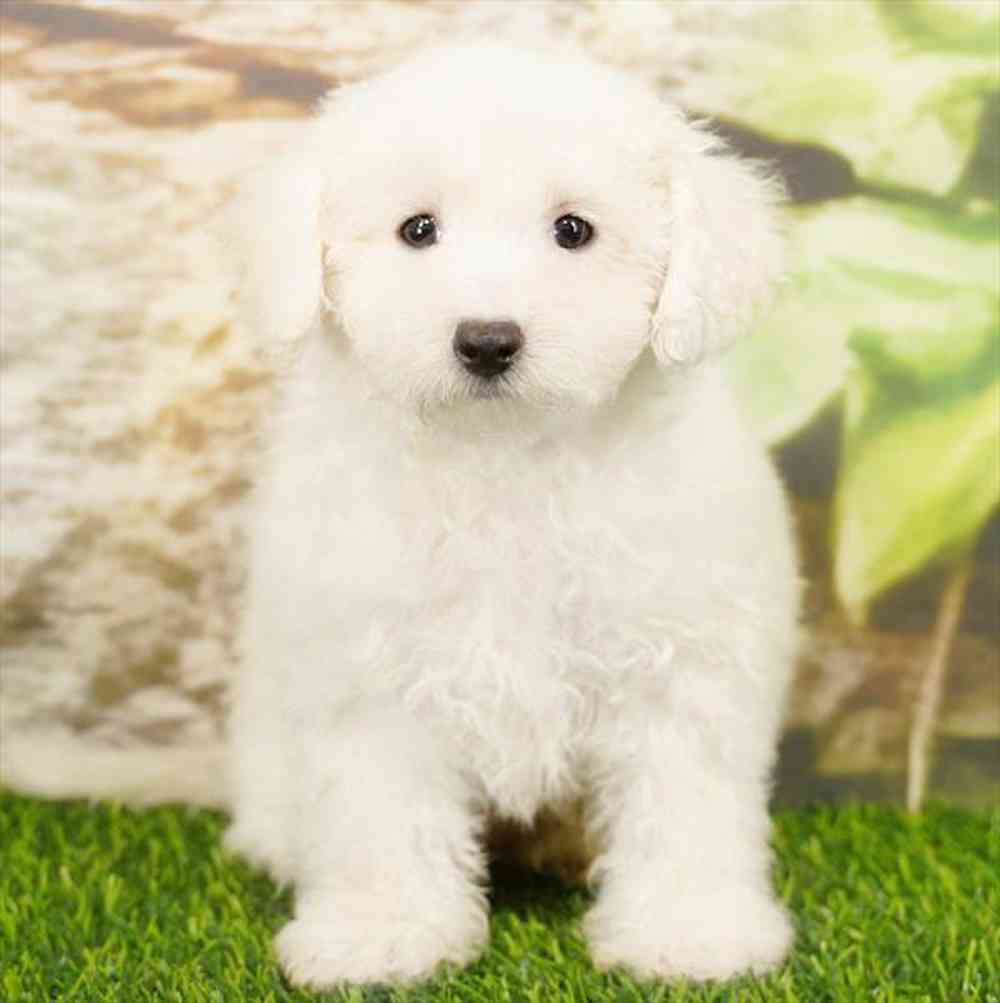 Image of a pet breed in the gallery
