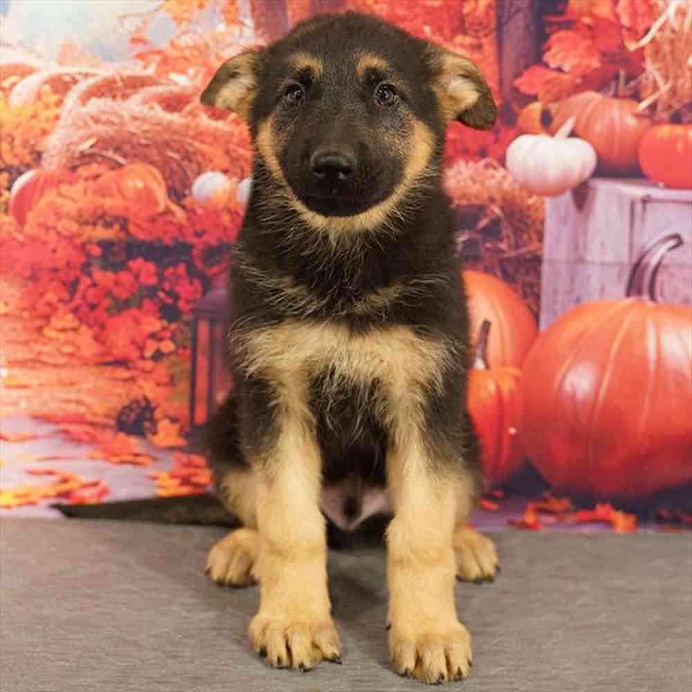 Image of a pet breed in the gallery