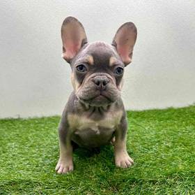 French Bulldog